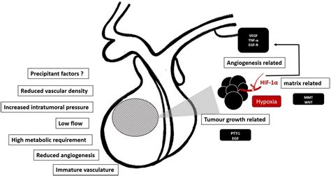 Pituitary Apoplexy | Encyclopedia MDPI