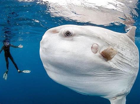 Ocean Sunfish : r/HumanForScale