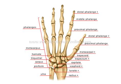 Tom's Physiotherapy Blog: Finger and Hand Anatomy, and Grip