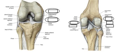 Anterior knee ligaments labeling Diagram | Quizlet