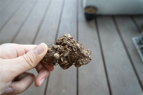 Planting Caladium Bulbs - Picky Prickly Plants