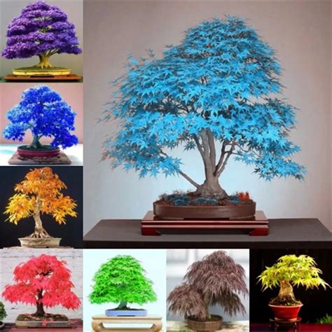 20pcs Rare Purple Blue Ghost Japanese Maple Tree Bonsai Flower Plant ...