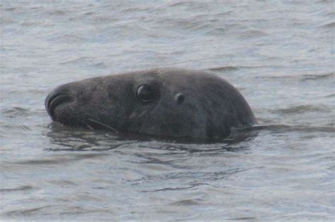 Common and Grey Seals - Birds, Blooms and Bumbles