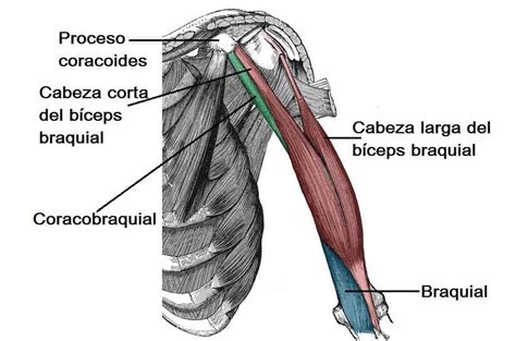 Músculos de la parte superior del brazo (inserciones)