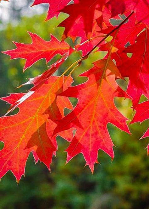 30 Red Oak ACORNS Tree Seeds Decor makes Large Red Fall | Etsy