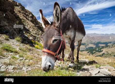 Donkey (Equus asinus) grazing in alpine habitat, Alps, France Stock Photo - Alamy