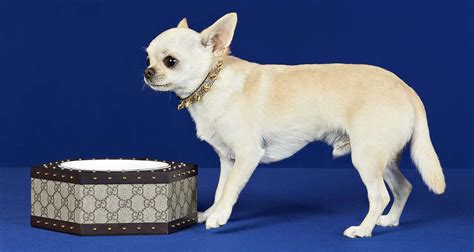 Gucci Pet Collection: The Luxury Brand Unveils New Line For Pets, And Yes It’s Pretty Fabulous ...