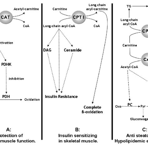 5. Diagrammatic representation of the carnitine shuttle and the ...