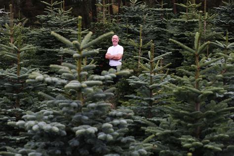 Here's how many Christmas trees Ireland will harvest this year - Agriland