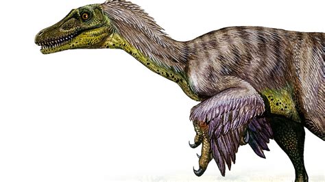 Velociraptor, facts and photos