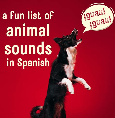 Animal sounds in Spanish: A fun list of Spanish onomatopoeias