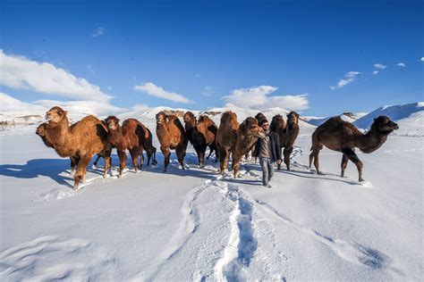 Camels in the snow – Middle East Monitor