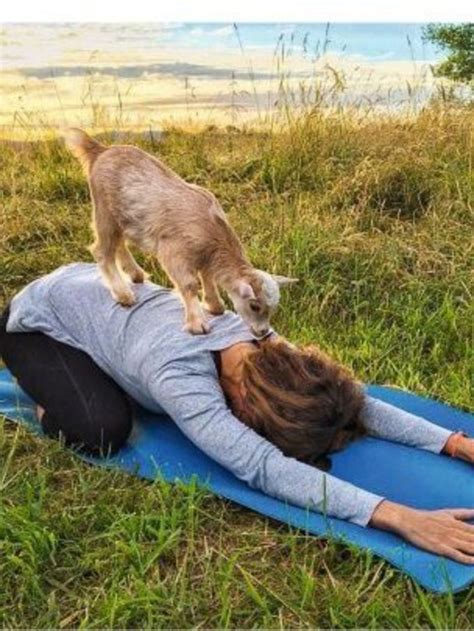 baby goat yoga near me - Logan Nagy