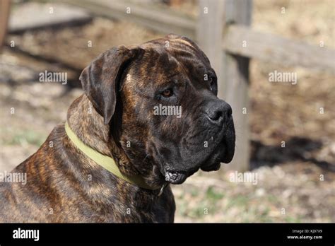 Brindle Mastiff High Resolution Stock Photography and Images - Alamy