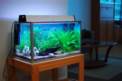 Fish Tanks In A at Renee Hester blog