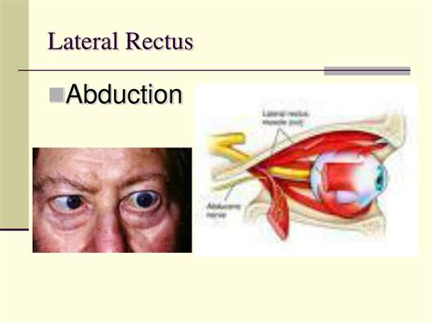 PPT - Ocular Motility PowerPoint Presentation, free download - ID:3089090