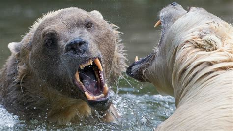 Seeing more grizzly-polar hybrids likely means polar bears are in serious trouble — Quartz