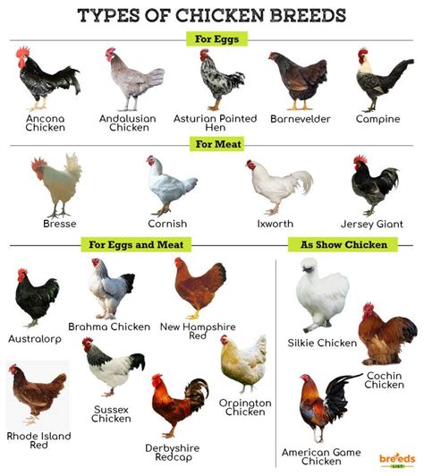 Chicken Breeds - Facts, Types, and Pictures