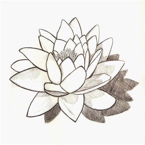 Lily Pad Flower Drawing at GetDrawings | Free download