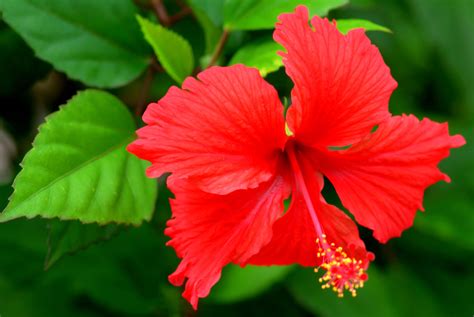 NEVIS.........SUMMER TIME....flowers nevis photographer bill drake email nevisbilldrake@aol.com ...