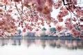 Free Stock Photo 6041 cherry blossom trees | freeimageslive