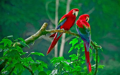 A Beautiful Couple Of Lorikeet Birds Wallpaper Hd : Wallpapers13.com