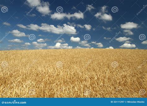 Rye field stock image. Image of kernel, grass, natural - 33111297