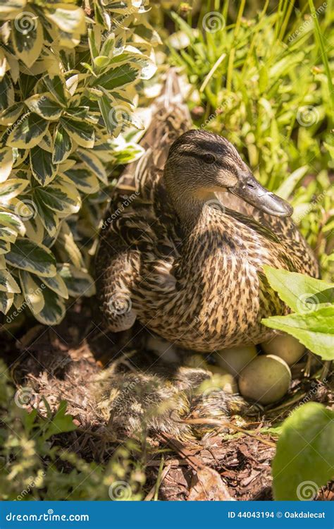 Female Mallard Duck Hatching Eggs In Bushes Stock Photo - Image: 44043194