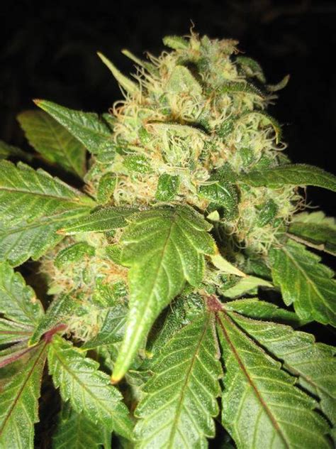 Best hash plant strain? | Page 2 | THCFarmer Community