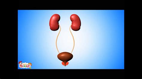 Urinary System animation for Kids Video - YouTube