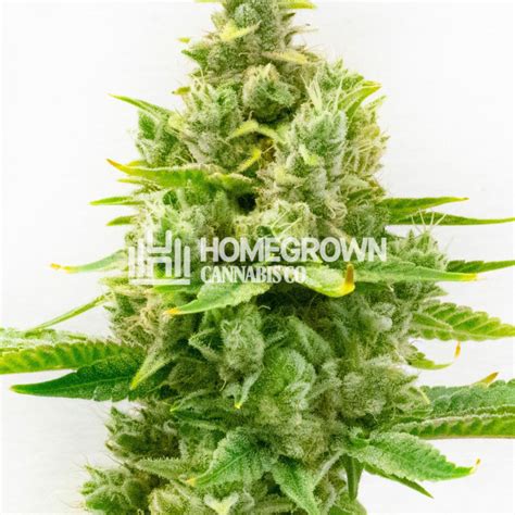 Sour Cookies Feminized Cannabis Seeds - Strain info | Homegrown Diaries