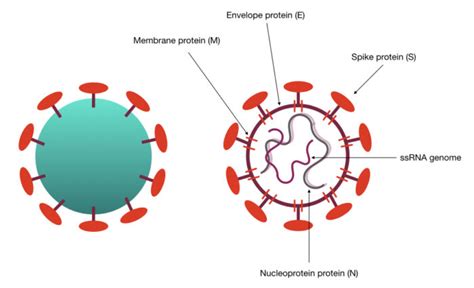 Novel Coronavirus (COVID-19)- Structure, Genome and Testing – Genetic Education