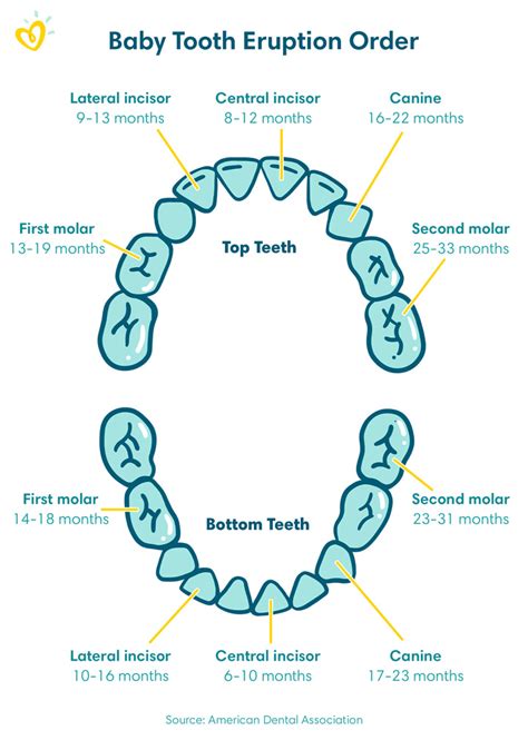 The Baby Teeth Eruption Chart: All You Need to Know