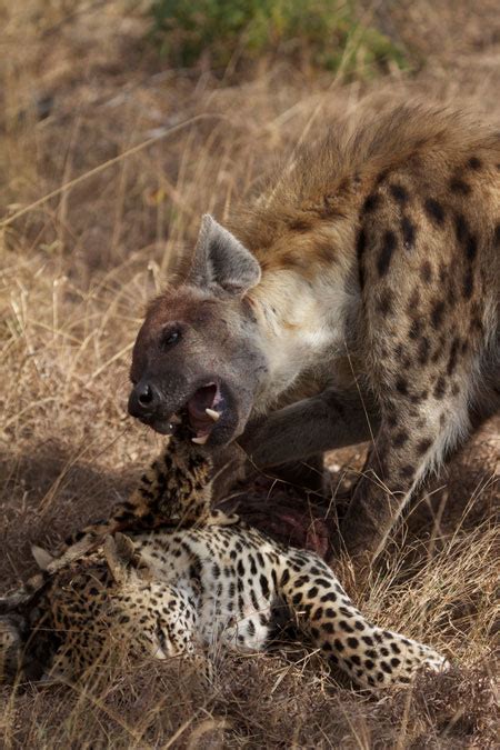 Hyenas kill a leopard - Africa Geographic