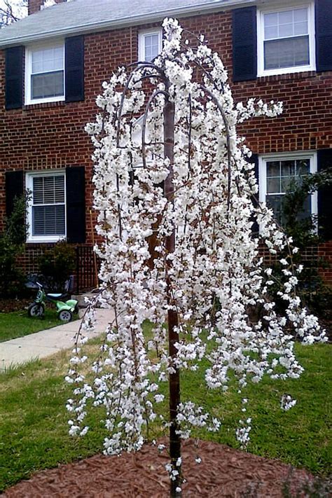 4ft Weeping Cherry 'Falling Snow' - Bare Rooted - Hello Hello Plants & Garden Supplies