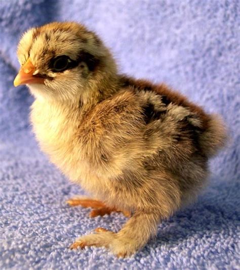 17 Best images about Baby Chicks By Breed on Pinterest | Quails, Rhode island red and White polish