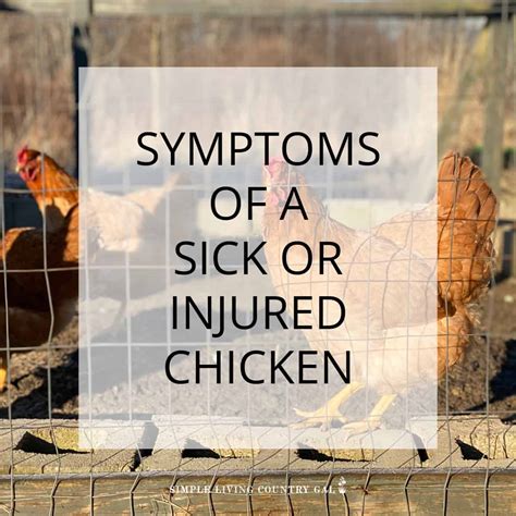 Sick Chicken Symptoms | Simple Living Country Gal