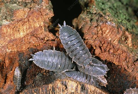 Woodlice - Stock Image - Z230/0089 - Science Photo Library