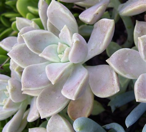 Ghost Plant Succulent (Mother of Pearl)