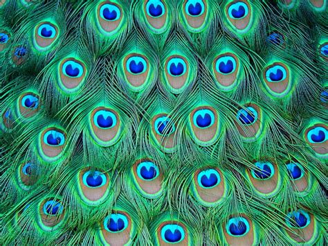 free download | Peacock Feather Drops, Peacock Feather, Drops, HD ...