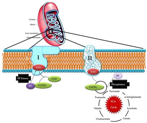 Riboflavin in mitochondrial pathways (RF‐ riboflavin; FMN‐ flavin ...