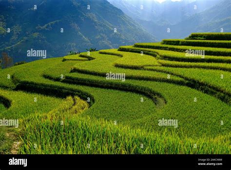 Vietnam, Ha Giang, Hoang Su Phi, terrace rice fields Stock Photo - Alamy