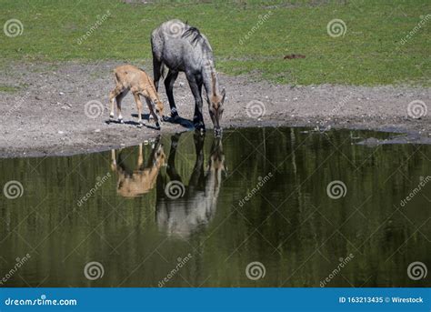 Cute Shot of Animals Drinking Water from a Green Lake in the Middle of ...