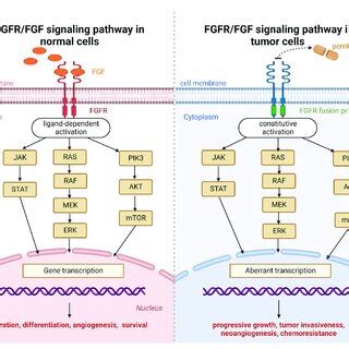 Fibroblast growth factor receptor (FGFR) signaling pathway in normal... | Download Scientific ...