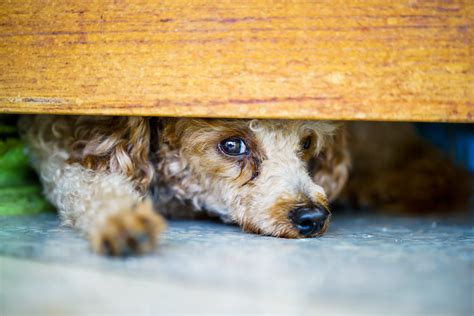 Curbing Animal Cruelty - New York State Bar Association