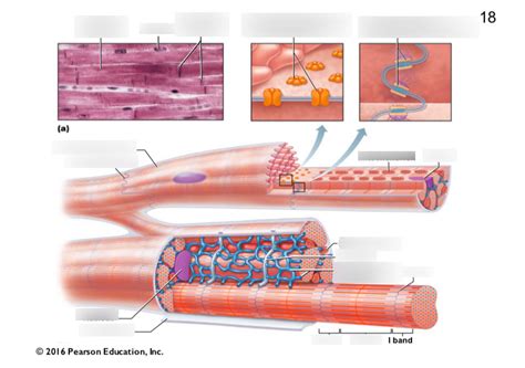 HUBS192 Cardiac muscle cell Diagram | Quizlet