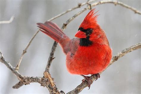 Illinois State Bird Northern Cardinal or "Redbird" | Bird, State birds, Northern cardinal