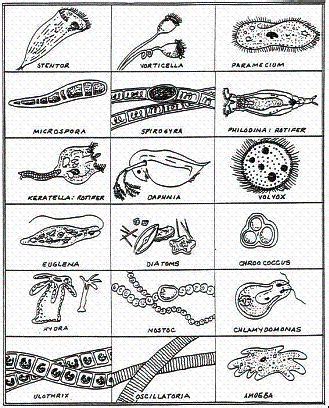 Microscopic life in a pond | Biology, Microorganisms, Microscopic ...