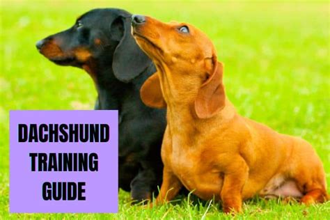 Dachshund Training Guide: Tips & Tutorials to Train a Dachshund ...