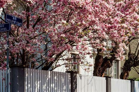 How to Plant a Magnolia Tree | The Family Handyman